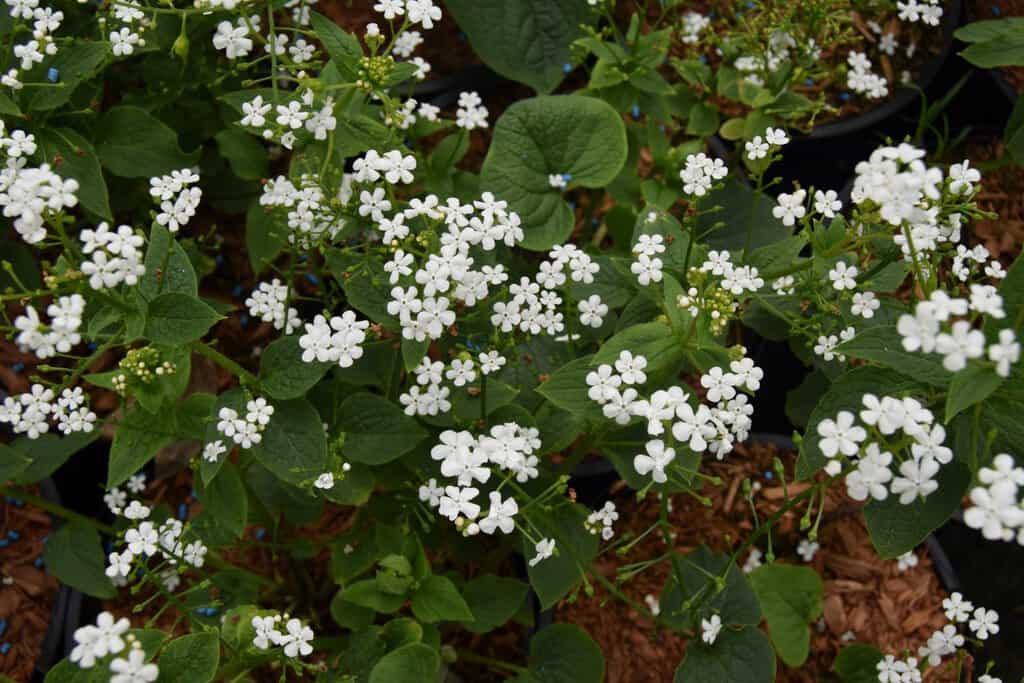 Brunnera macrophylla 'Betty Bowring' ---